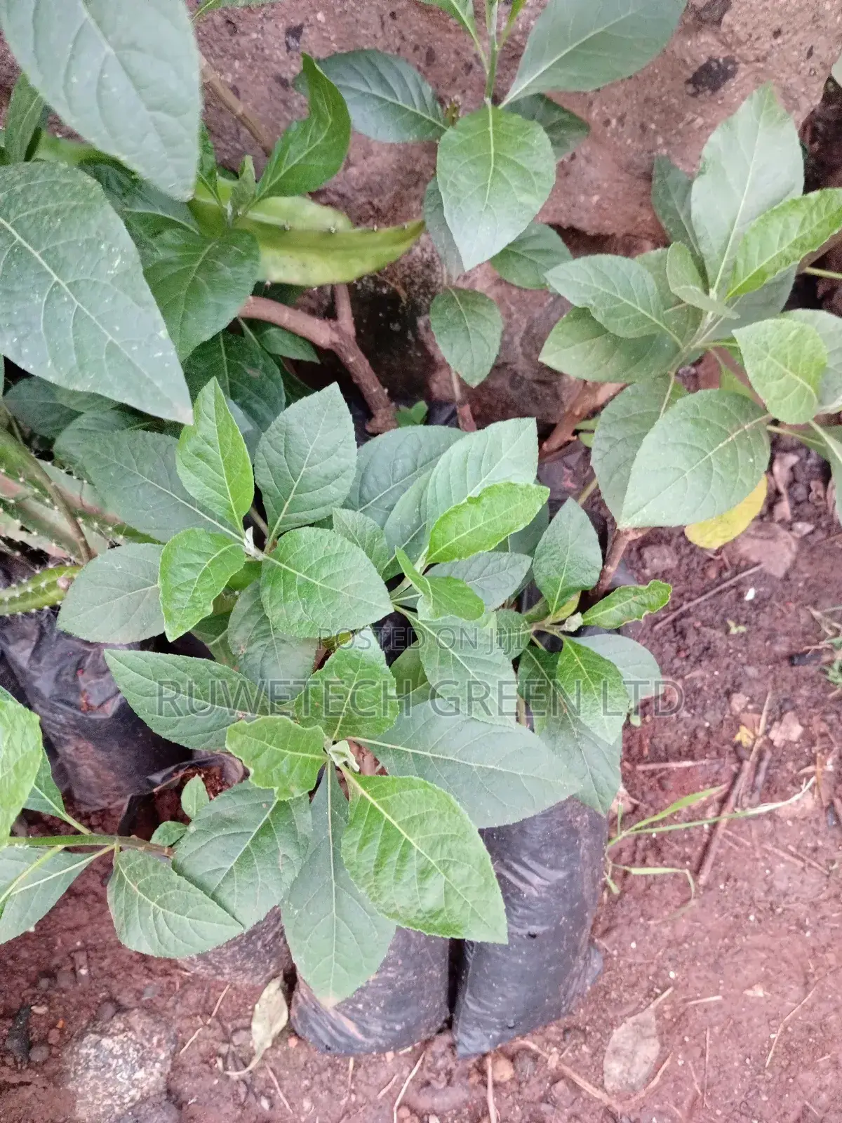 Bitter Leaf Seedlings