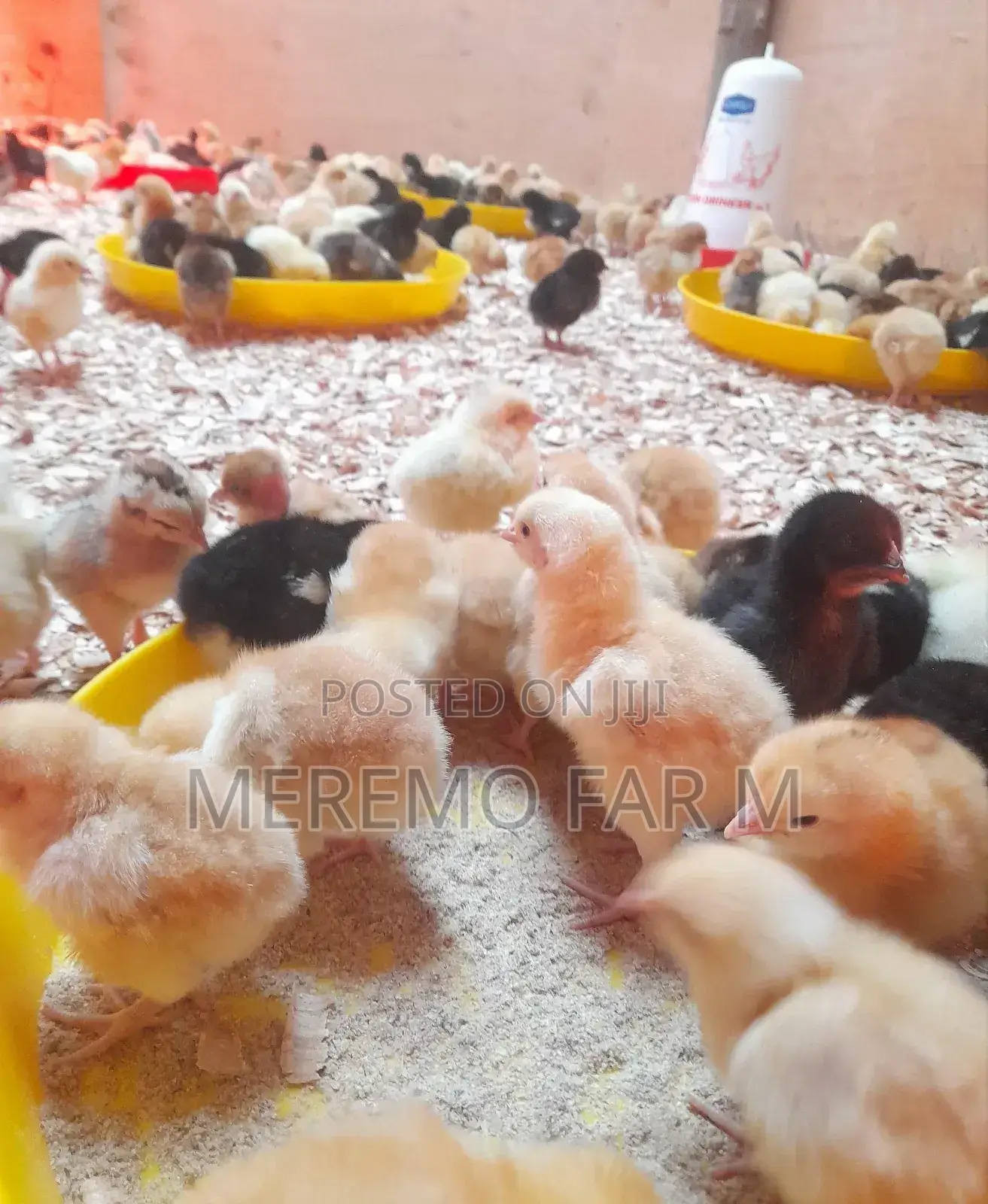 1 Week Improved Kienyeji F1 Chicks