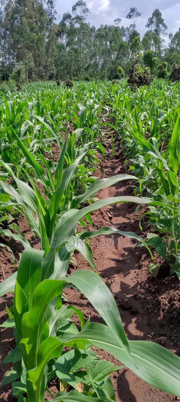 33⁄4 Acres for Sale in Migori