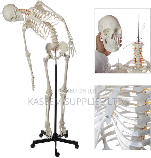 Medical Educational Skeleton Model (85cm) - main view
