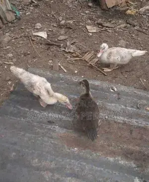 Muscovy Ducks Muscovy Ducklings - 2 Months