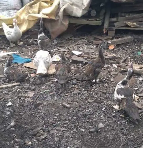 Muscovy Ducks Muscovy Ducklings - 2 Months