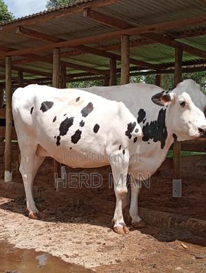Super Pedigree Builing Heifer - thumbnail 2