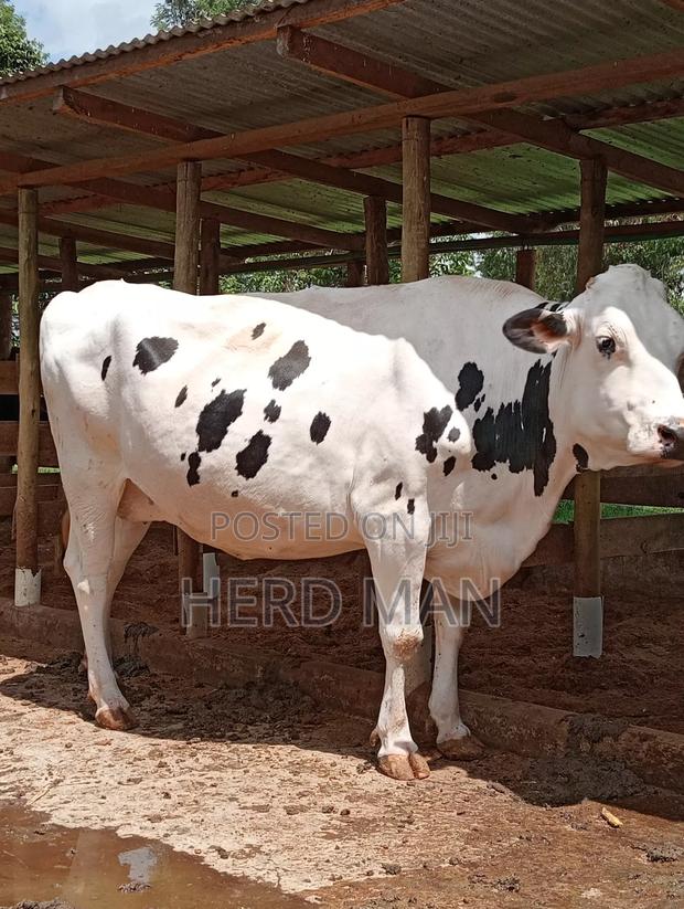 Super Pedigree Builing Heifer - main view