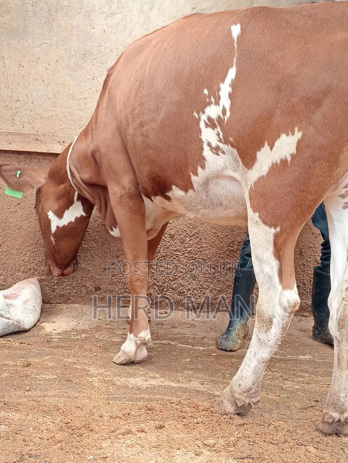 Super Pedigree Builing Heifer