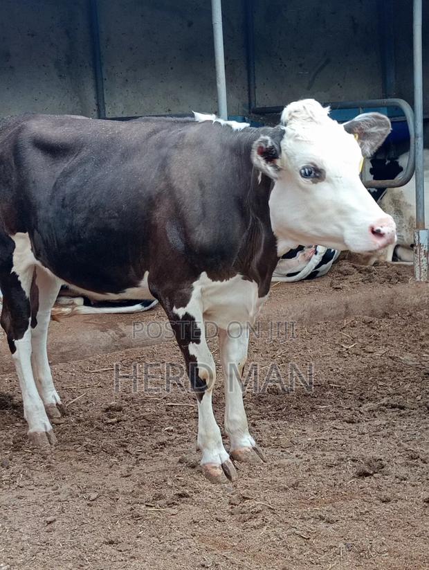 Super Pedigree Builing Heifer - thumbnail 4