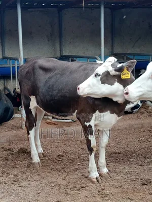 Super Pedigree Builing Heifer