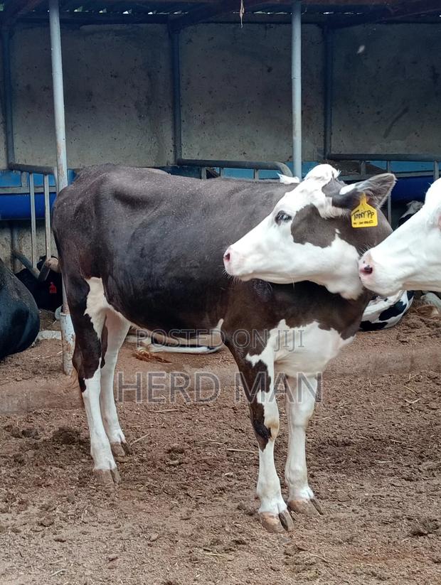 Super Pedigree Builing Heifer - thumbnail 5