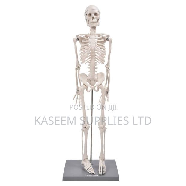 Medical Educational Skeleton Model - main view
