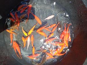 Koi Fish at Wholesale - thumbnail 2