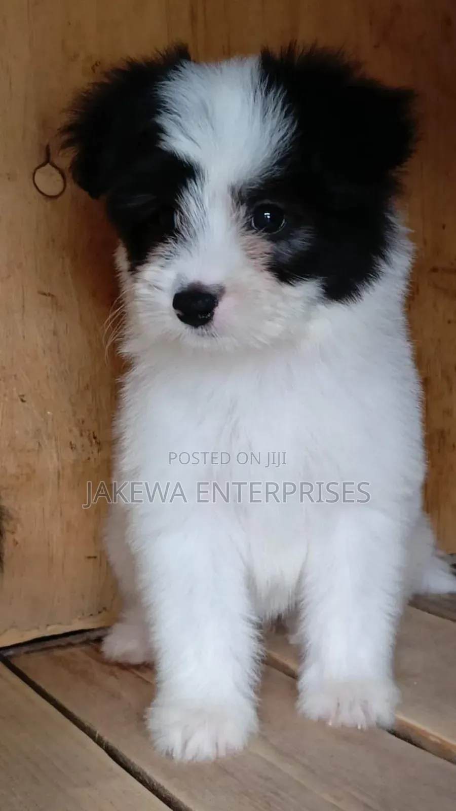 1-3 months Male Purebred Havanese