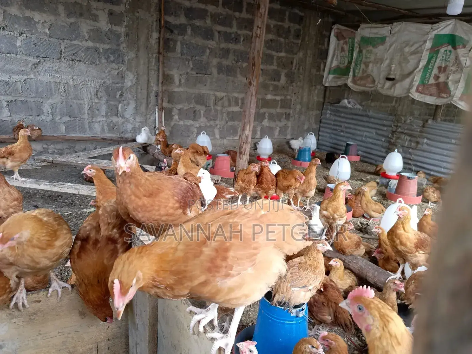 5 Months Old Kuroiler F1 Chicken