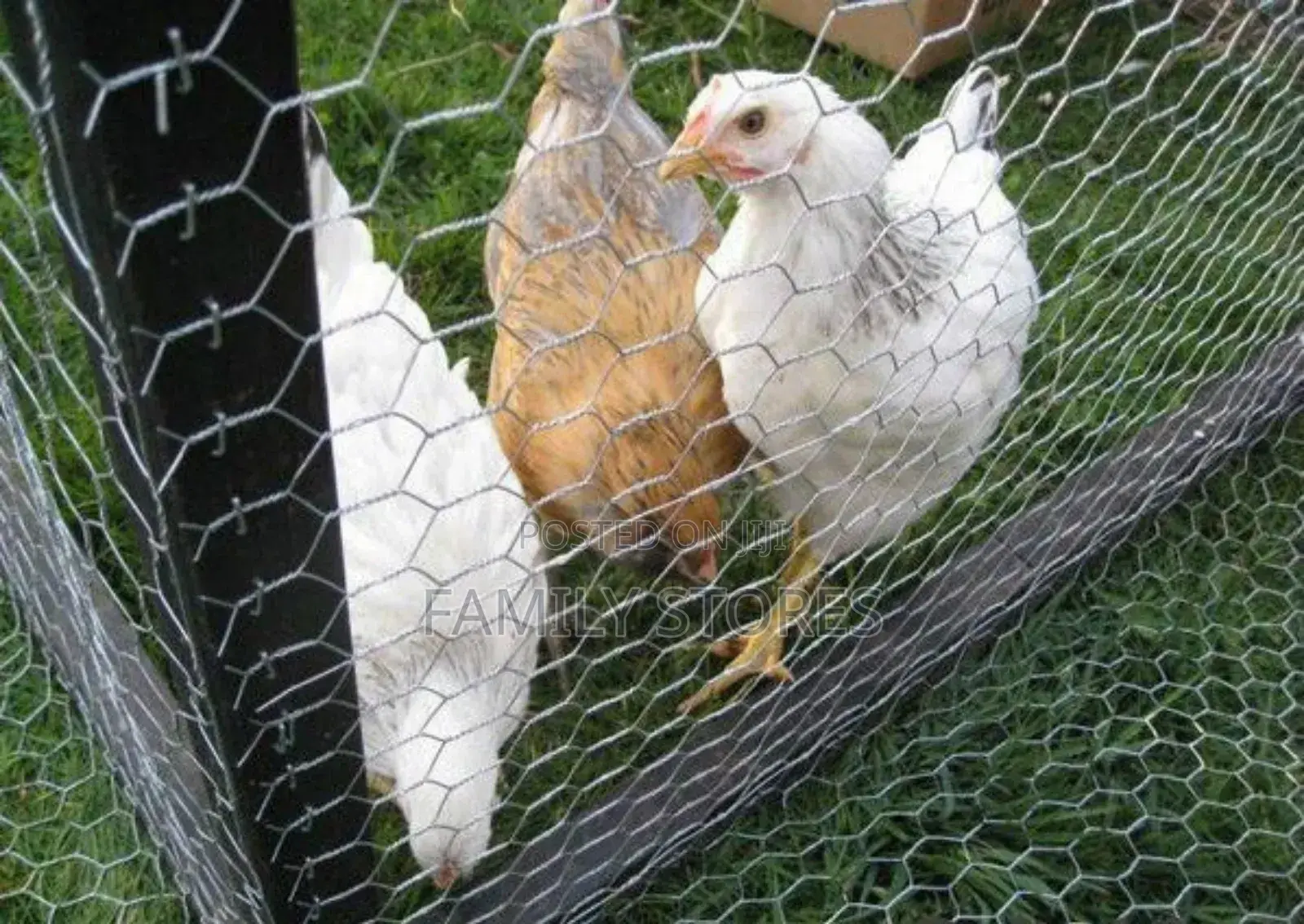Chicken Chainlink Wire Available