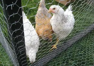 Chicken Chainlink Wire Available
