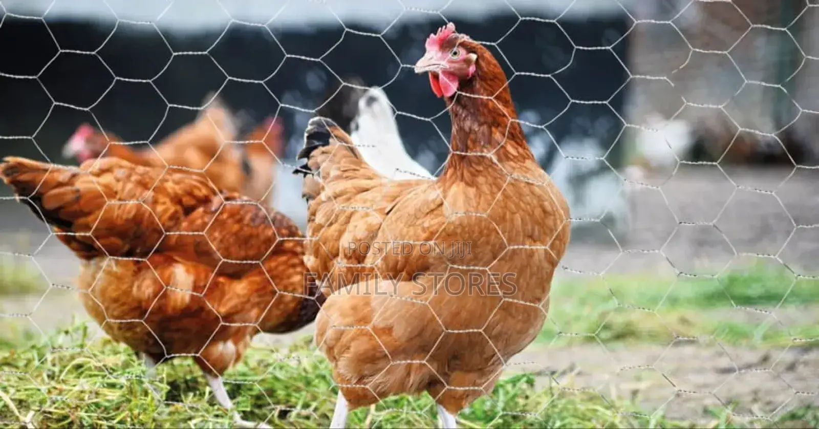Chicken Wire Wholesale Price