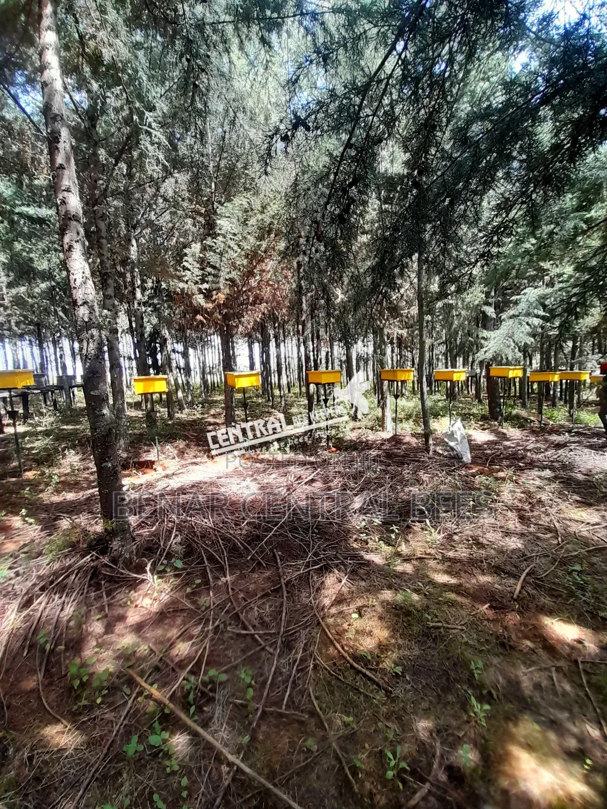 (Cypress Timber) Modern Langstroth Bee Hives Manufacturers