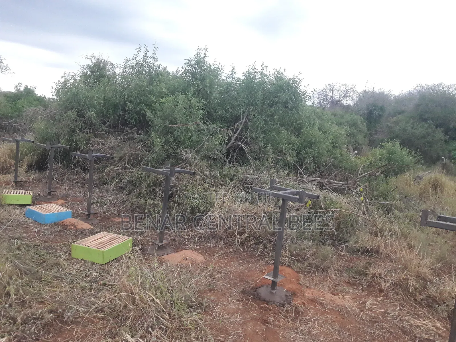 Modern Apiary/Apiaries