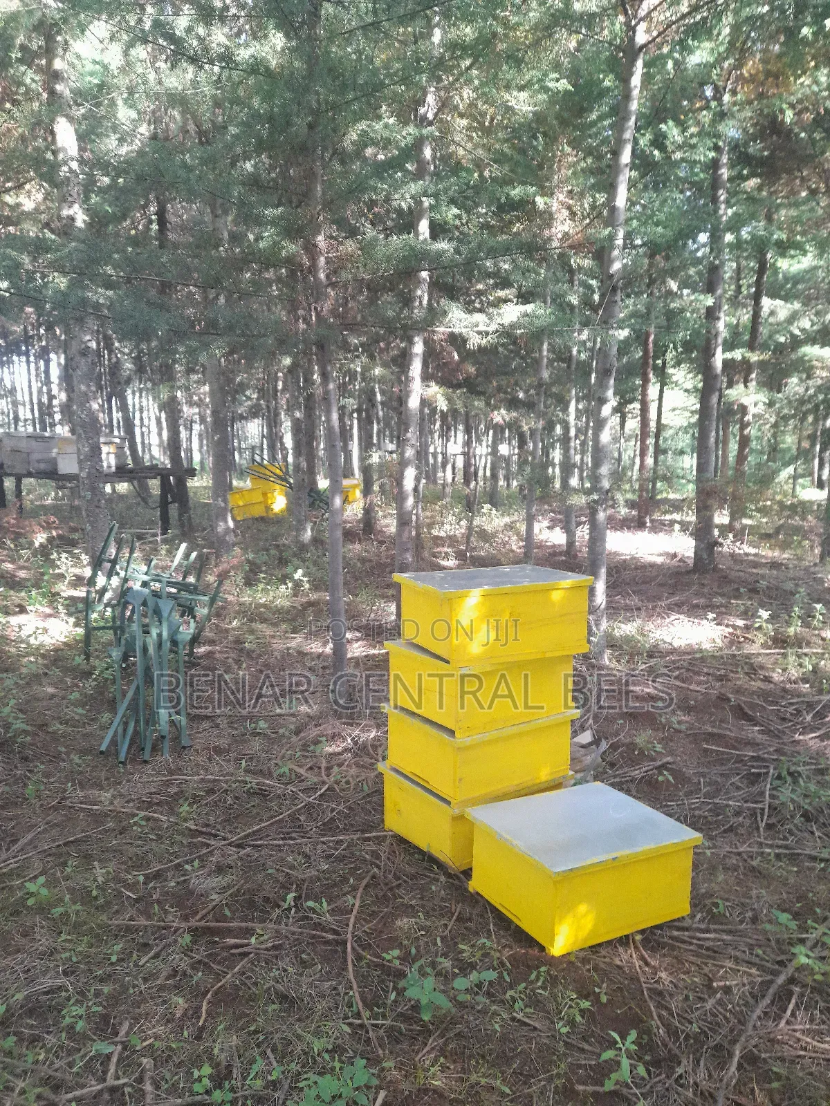 Modern Apiary/Apiaries