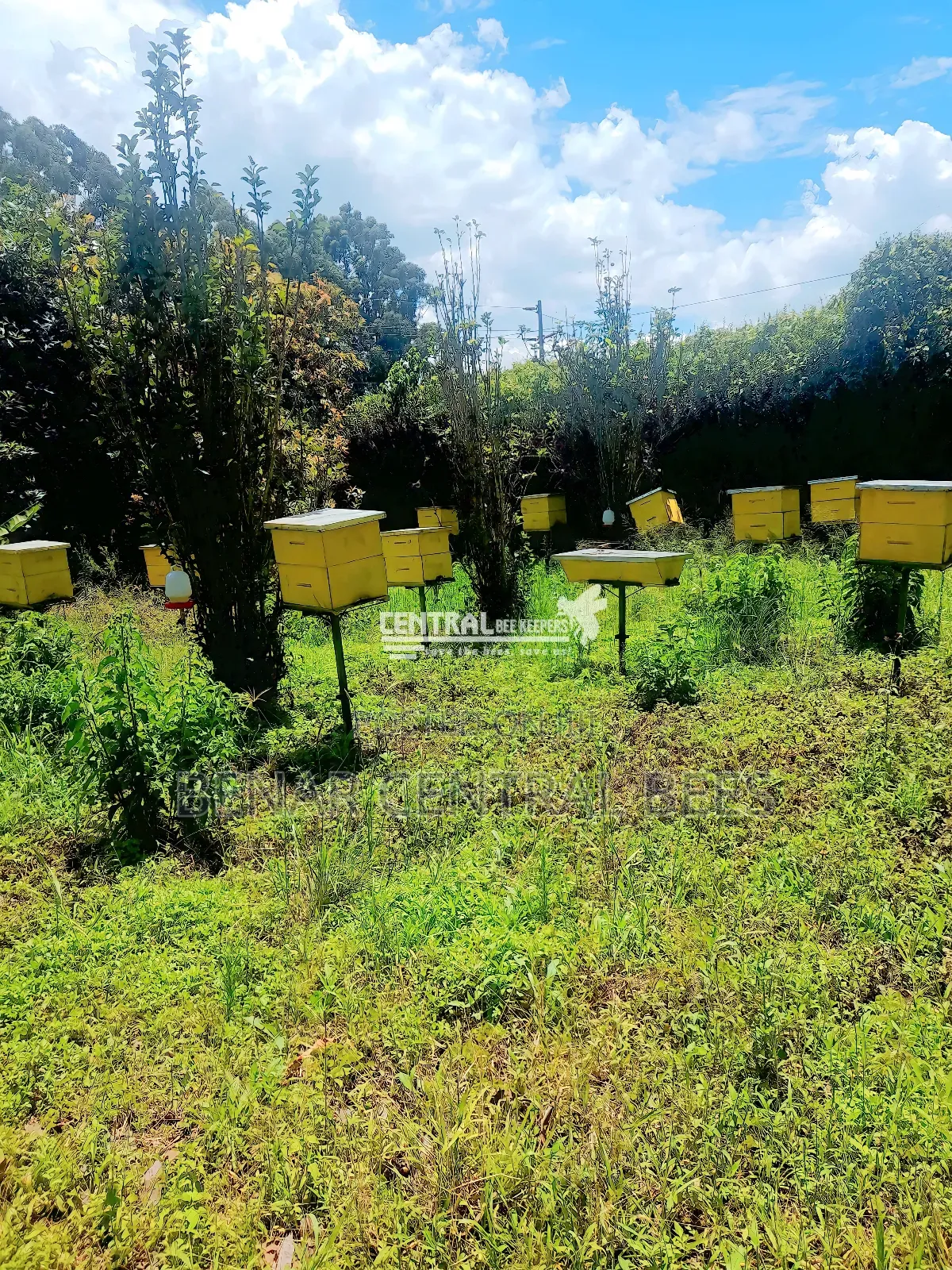 Modern Apiary/Apiaries