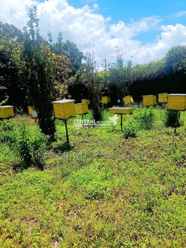 Modern Apiary/Apiaries - thumbnail 9