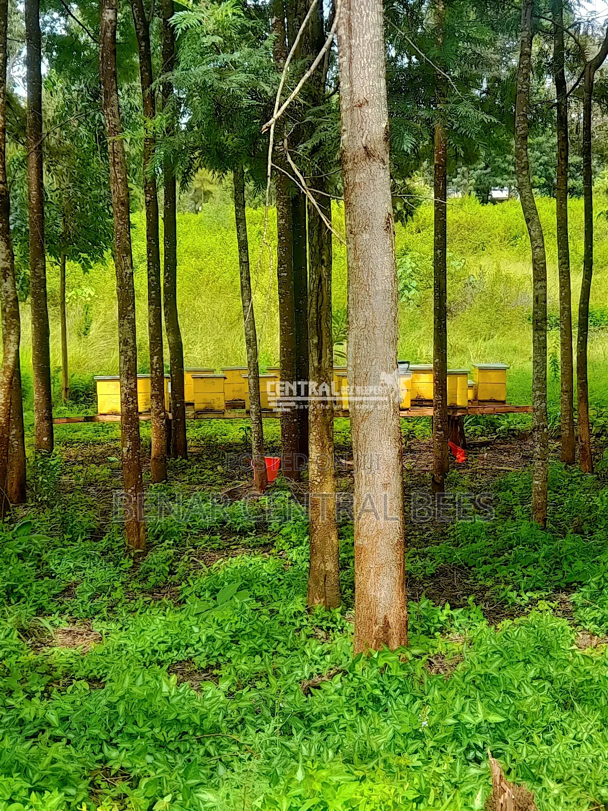 Modern Apiary/Apiaries