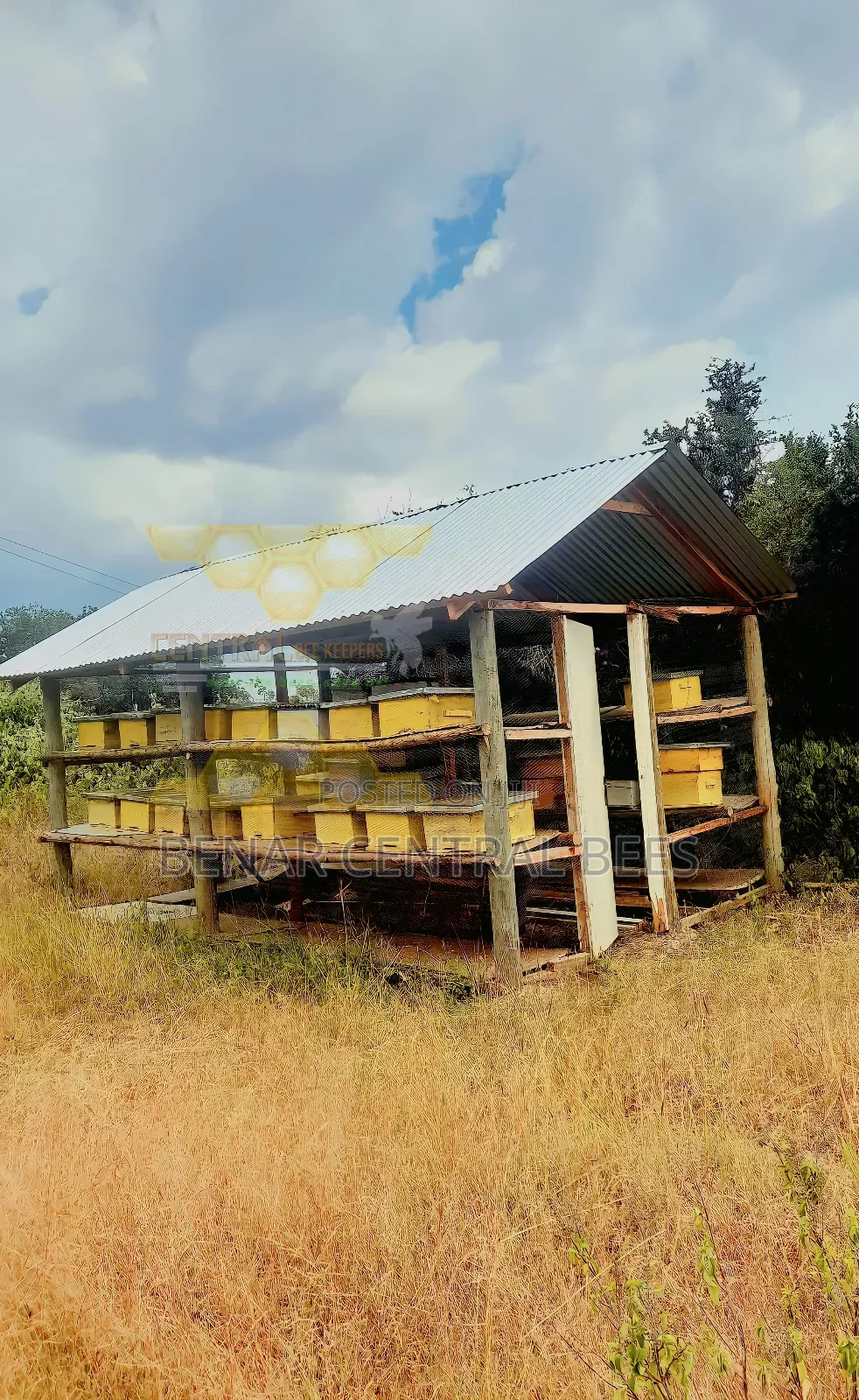 Modern Apiary/Apiaries