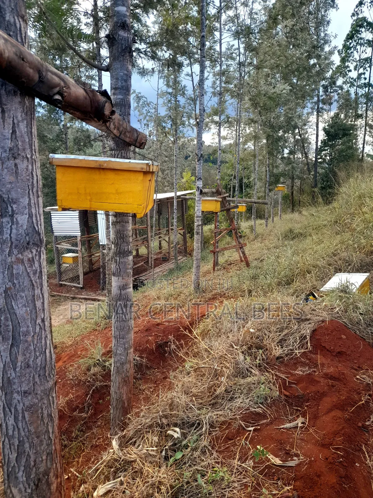 Modern Apiary/Apiaries