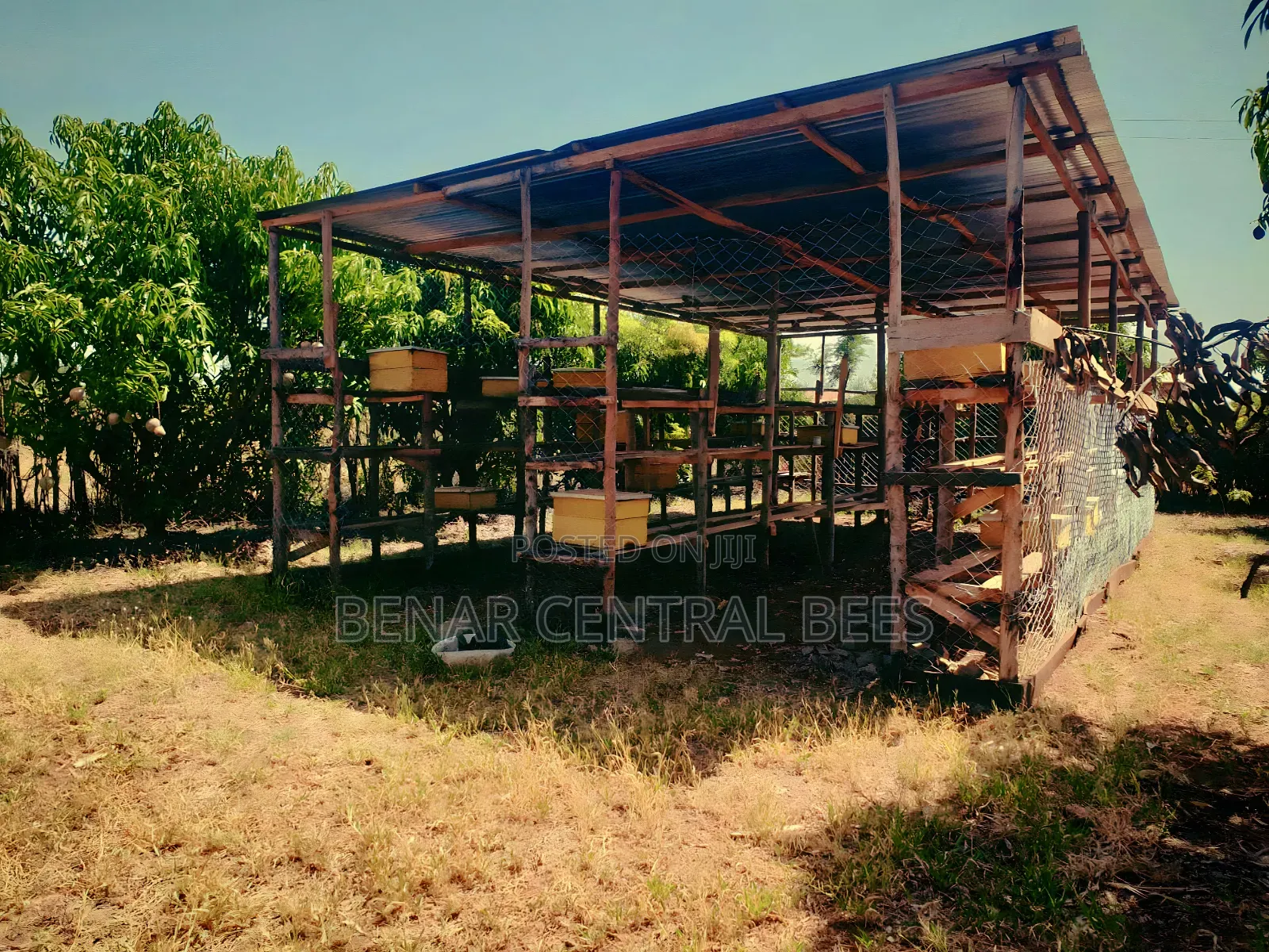 Modern Apiary/Apiaries