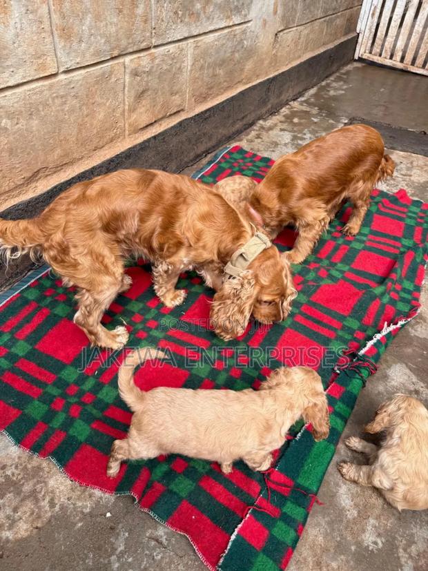 1-3 months Male Purebred Cocker Spaniel - main view