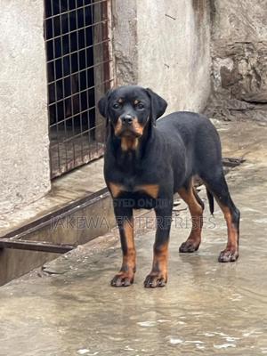 3-6 months Male Purebred Rottweiler - thumbnail 2