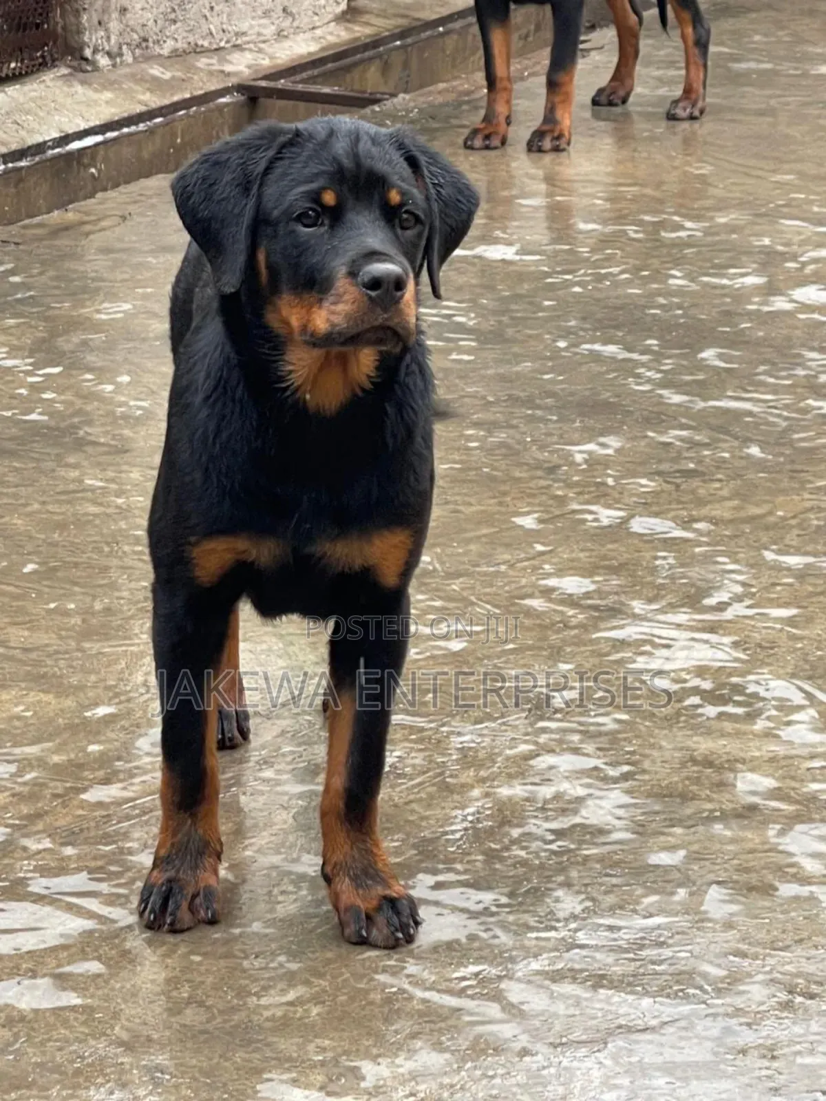 3-6 months Female Purebred Rottweiler