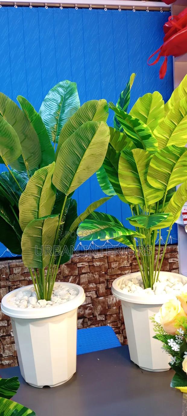 Banana Potted Plants