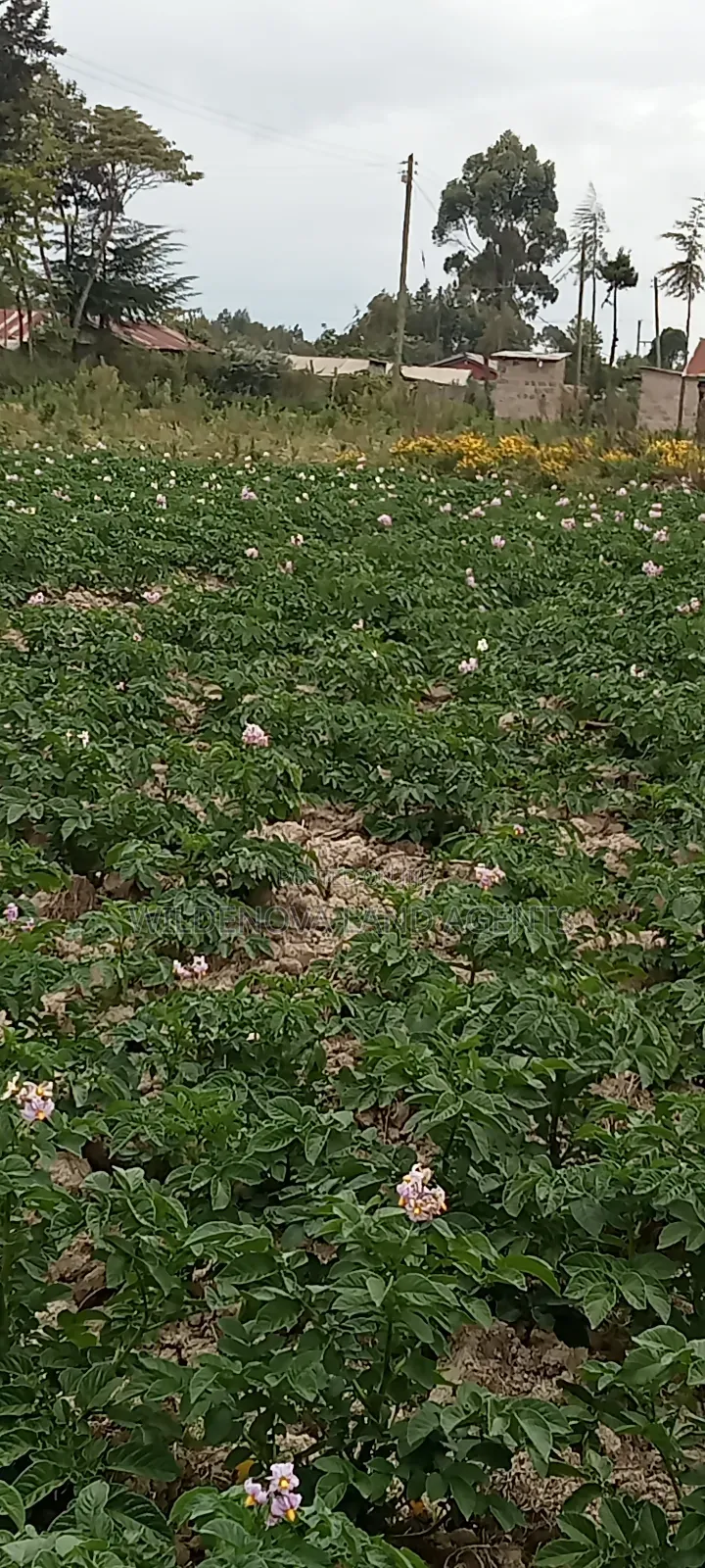Plot on Sale at Magumu Kinangop