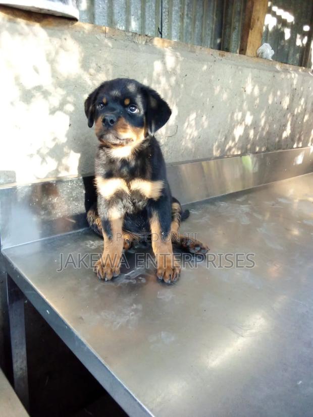 1-3 months Male Purebred Rottweiler - main view