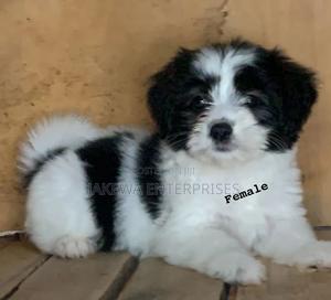 1-3 months Female Purebred Havanese - thumbnail 2