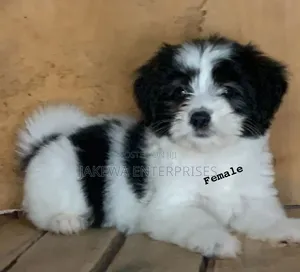 1-3 months Female Purebred Havanese