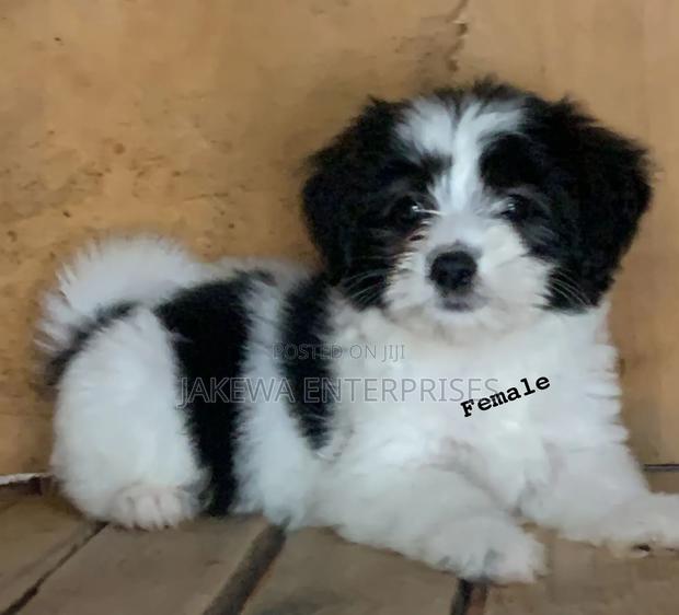 1-3 months Female Purebred Havanese - main view