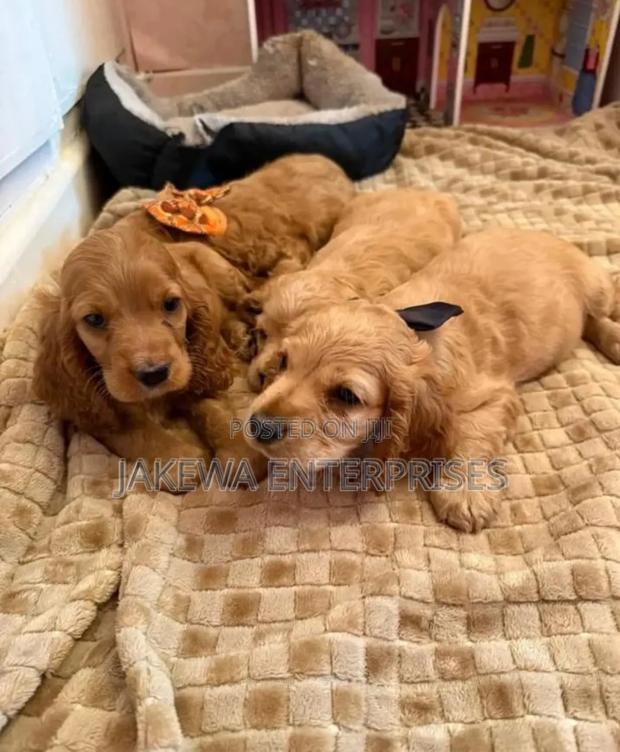1-3 months Female Purebred Cocker Spaniel - main view