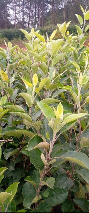 Grafted Apple Variety Seedlings - main view