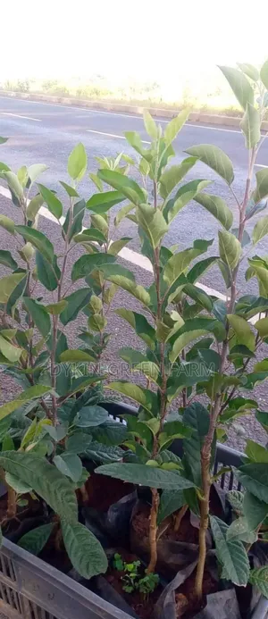 Grafted Apple Variety Seedlings