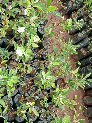 Grafted Apple Variety Seedlings