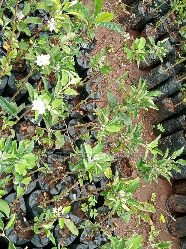 Grafted Apple Variety Seedlings - thumbnail 3