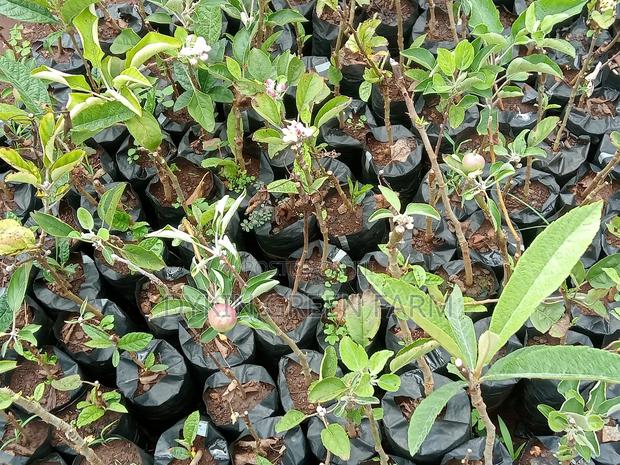 Grafted Apple Variety Seedlings - thumbnail 5