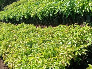Grafted Hass Avocado Seedlings - main view