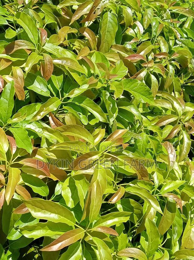 Grafted Hass Avocado Seedlings - thumbnail 2