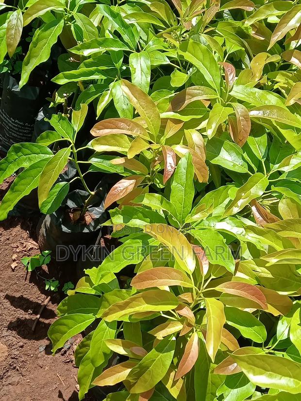 Grafted Hass Avocado Seedlings - thumbnail 3
