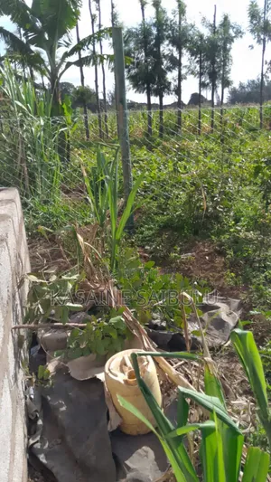 Selling 4-Prime Plots in Kimana Town-Tikondo Area