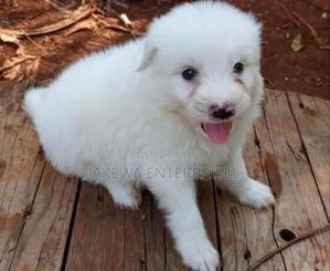 1-3 months Female Purebred Havanese - thumbnail 2