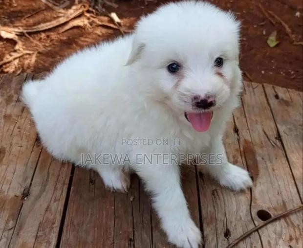 1-3 months Female Purebred Havanese - main view