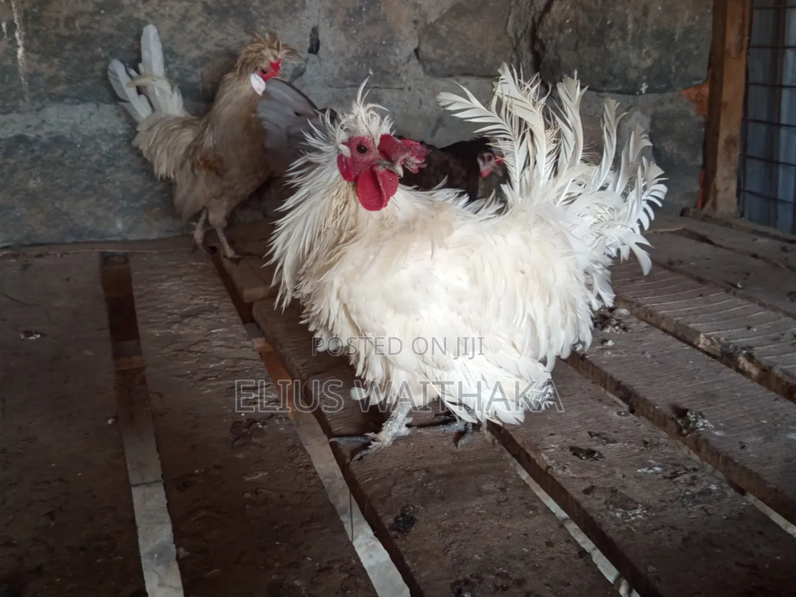 Polish, Frizzle ,Silkie Bantam